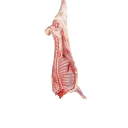 Half Herfy Sheep